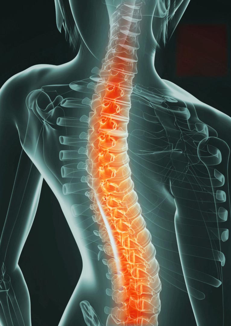 The spine